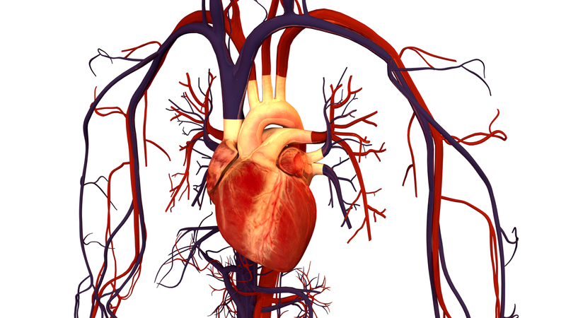 Human_Heart_and_Circulatory_System
