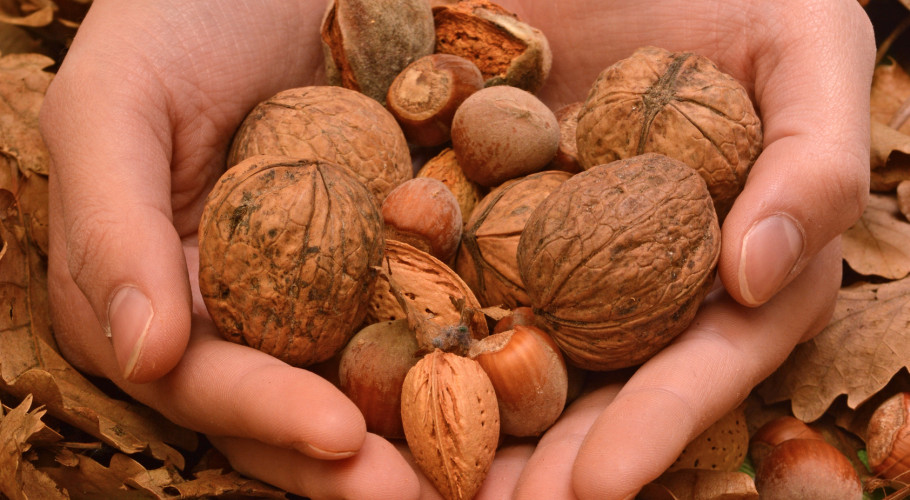 Composition of walnuts, almonds and hazelnuts